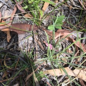 Leucochrysum albicans subsp. tricolor at Symonston, ACT - 19 Dec 2020