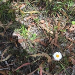 Leucochrysum albicans subsp. tricolor at Symonston, ACT - 19 Dec 2020