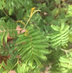 Acacia mearnsii (Black Wattle) at Red Hill, ACT - 19 Dec 2020 by Tapirlord