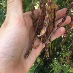 Acacia parramattensis at Garran, ACT - 19 Dec 2020