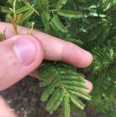 Acacia parramattensis at Garran, ACT - 19 Dec 2020