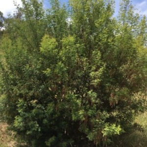 Acacia parramattensis at Garran, ACT - 19 Dec 2020