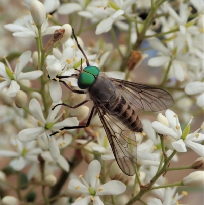 Ectenopsis sp. (March fly) at Mount Painter - 23 Dec 2020 by CathB