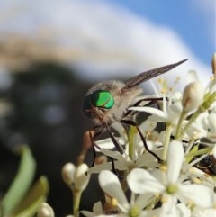 Ectenopsis sp. at Cook, ACT - 23 Dec 2020