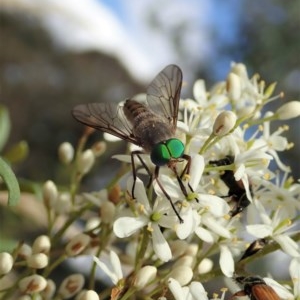 Ectenopsis sp. at Cook, ACT - 23 Dec 2020