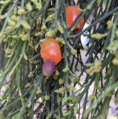 Exocarpos cupressiformis (Cherry Ballart) at Currawang, NSW - 22 Dec 2020 by camcols