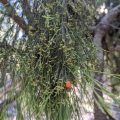 Exocarpos cupressiformis at Currawang, NSW - 23 Dec 2020