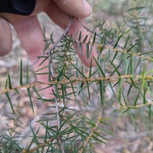 Acacia ulicifolia at Currawang, NSW - 26 Dec 2020