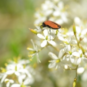 Castiarina erythroptera at Wamboin, NSW - 25 Dec 2020