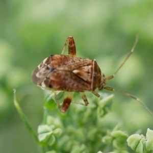 Miridae (family) at Pearce, ACT - suppressed