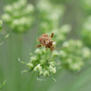 Miridae (family) at Pearce, ACT - suppressed