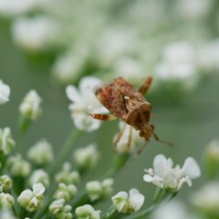 Miridae (family) at Pearce, ACT - 26 Dec 2020