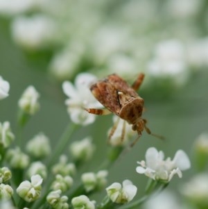 Miridae (family) at Pearce, ACT - suppressed