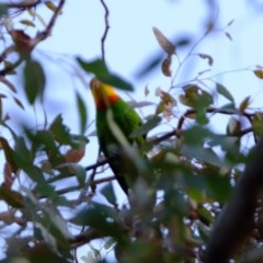 Polytelis swainsonii (Superb Parrot) at Florey, ACT - 26 Dec 2020 by Kurt