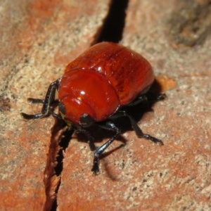 Aporocera (Aporocera) haematodes at Macarthur, ACT - 26 Dec 2020