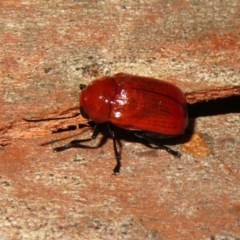 Aporocera (Aporocera) haematodes at Macarthur, ACT - 26 Dec 2020