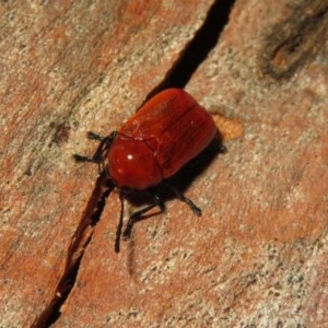 Aporocera (Aporocera) haematodes at Macarthur, ACT - 26 Dec 2020