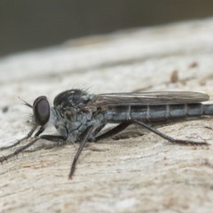 Cerdistus sp. (genus) (Yellow Slender Robber Fly) at P11 - 25 Dec 2020 by TimL