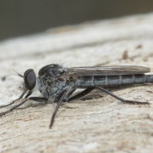 Cerdistus sp. (genus) at Hackett, ACT - 25 Dec 2020 12:55 PM