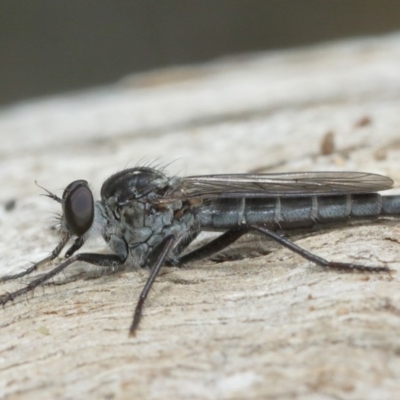 Cerdistus sp. (genus) (Yellow Slender Robber Fly) at Mount Majura - 25 Dec 2020 by TimL