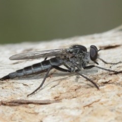 Cerdistus sp. (genus) at Hackett, ACT - 25 Dec 2020 12:55 PM