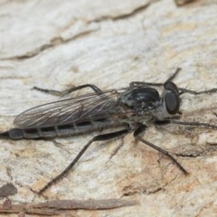 Cerdistus sp. (genus) at Hackett, ACT - 25 Dec 2020 12:55 PM