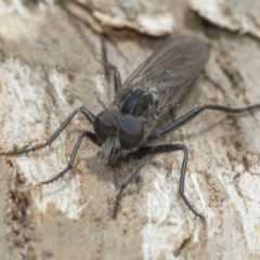 Cerdistus sp. (genus) at Hackett, ACT - 25 Dec 2020