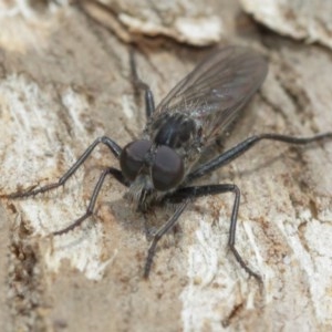 Cerdistus sp. (genus) at Hackett, ACT - 25 Dec 2020 12:55 PM