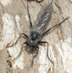 Cerdistus sp. (genus) at Hackett, ACT - 25 Dec 2020 12:55 PM