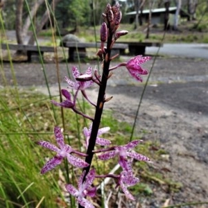 Dipodium punctatum at Paddys River, ACT - 26 Dec 2020