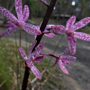 Dipodium punctatum at Paddys River, ACT - 26 Dec 2020