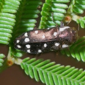 Diphucrania duodecimmaculata at Jerrabomberra, NSW - 23 Dec 2020