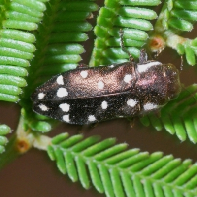 Diphucrania duodecimmaculata (12-spot jewel beetle) at Jerrabomberra, NSW - 23 Dec 2020 by Harrisi