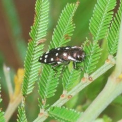 Diphucrania duodecimmaculata at Jerrabomberra, NSW - 23 Dec 2020