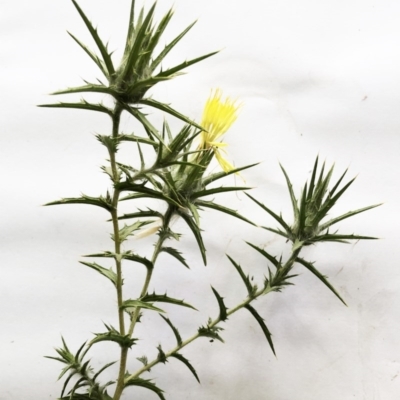 Carthamus lanatus (Saffron Thistle) at Hughes, ACT - 26 Dec 2020 by ruthkerruish