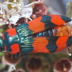 Castiarina flavosignata at Downer, ACT - 22 Dec 2020 12:48 AM