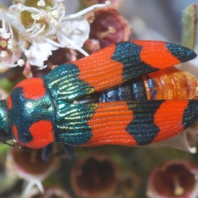 Castiarina flavosignata (A jewel beetle) at Downer, ACT - 21 Dec 2020 by Harrisi