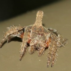 Dolophones turrigera (Turret spider) at ANBG - 18 Dec 2020 by TimL