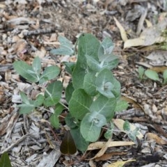 Eucalyptus globulus subsp. bicostata (Southern Blue Gum, Eurabbie) at Weston, ACT - 5 Dec 2020 by AliceH