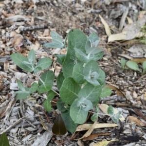 Eucalyptus globulus subsp. bicostata at Weston, ACT - 5 Dec 2020