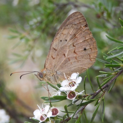 Heteronympha merope (Common Brown Butterfly) at Kambah, ACT - 25 Dec 2020 by MatthewFrawley
