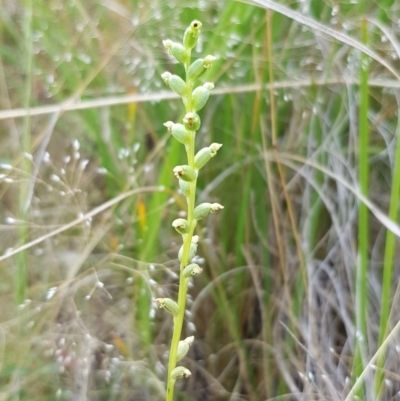 Microtis sp. (Onion Orchid) at Point 5439 - 26 Dec 2020 by ClubFED