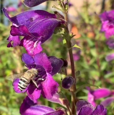 Amegilla (Notomegilla) chlorocyanea (Blue Banded Bee) at Murrumbateman, NSW - 26 Dec 2020 by SimoneC