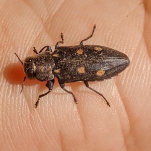 Chrysobothris sp. (genus) at suppressed - 26 Dec 2020