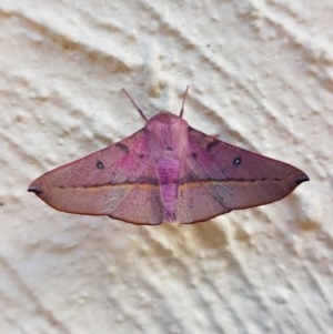 Oenochroma vinaria at Hawker, ACT - 24 Dec 2020