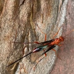 Ichneumonidae (family) (Unidentified ichneumon wasp) at Murrumbateman, NSW - 26 Dec 2020 by SimoneC