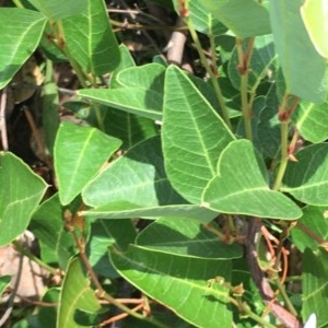 Hardenbergia violacea at Symonston, ACT - 19 Dec 2020