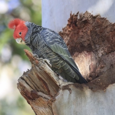 Callocephalon fimbriatum (Gang-gang Cockatoo) at Acton, ACT - 31 Jul 2020 by AlisonMilton