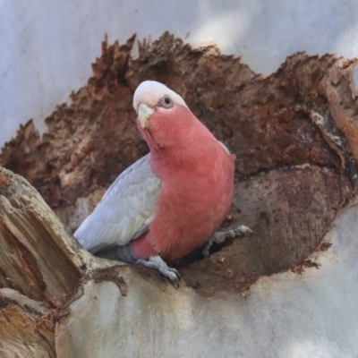 Eolophus roseicapilla (Galah) at ANBG - 31 Jul 2020 by Alison Milton