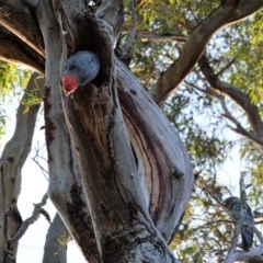 Callocephalon fimbriatum at Hughes, ACT - suppressed